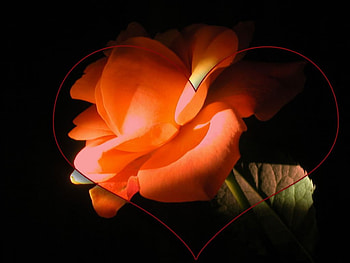 Rose and heart, hearts, roses HD wallpaper
