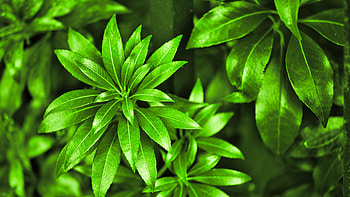 Green Leaves Plant Branches Bush graphy graphy HD wallpaper
