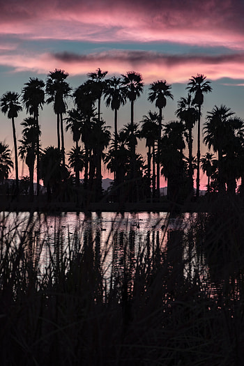 Landscape, Twilight, Palms, Lake, Dark, Dusk HD phone wallpaper
