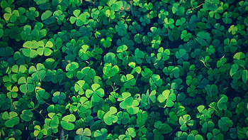 Four-leaf clover, Good Luck HD wallpaper