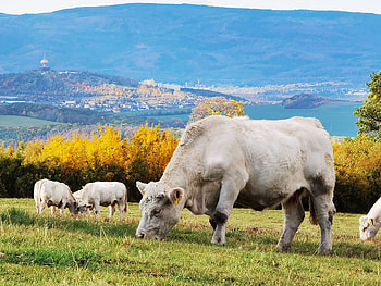 Cows, nature, cow HD wallpaper