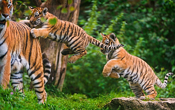 Jump, Tiger Cub HD wallpaper