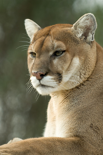 Cougars, Mountain lions, Fascinating creatures, Remarkable adaptations HD phone wallpaper