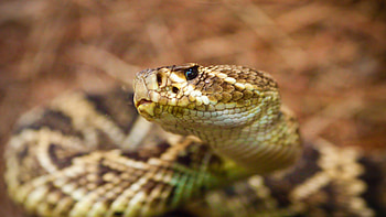 Snake reptil addierer , Venomous serpent background, High-quality resolution, Eye-catching visuals HD wallpaper
