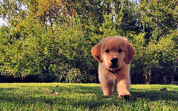 Funny, Animals, Grass, Summer, Dog, Puppy HD wallpaper
