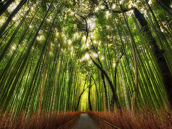 Nature, Vertex, Forest, Path, Tops, Bamboo, Trail HD wallpaper