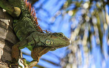 Iguana portrait, Detailed close-up, Reptile beauty HD wallpaper