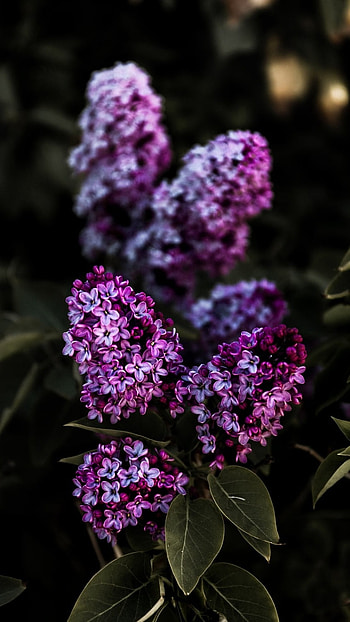Lilac, Violet Lilac, Lilac Violet, Violet HD phone wallpaper