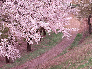 Road in spring, forests, nature HD wallpaper