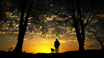 End of Day, dog, man, walk, Firefox theme, trees, clouds, sunsest, canine, sky, evening HD wallpaper