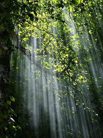 Sunbeams radiate through lush green forest leaves creating a serene natural scene. HD phone wallpaper