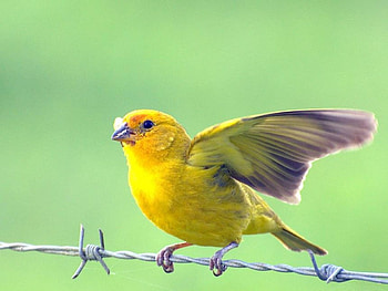Yellow Bird, beautiful, bird, , yellow HD wallpaper