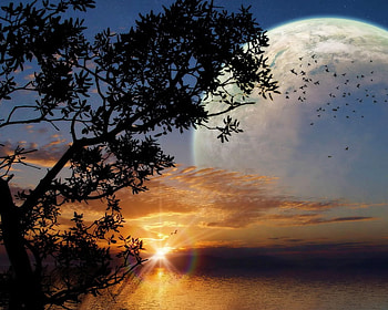 Moon birds, birds, moon, clouds, flight, sunset, tree HD wallpaper