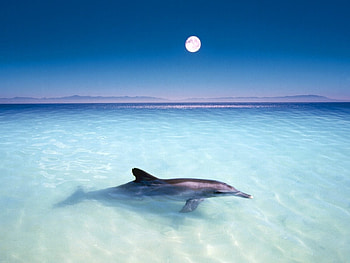 Animals, Water, Dolfins, Sea, Fishes HD wallpaper