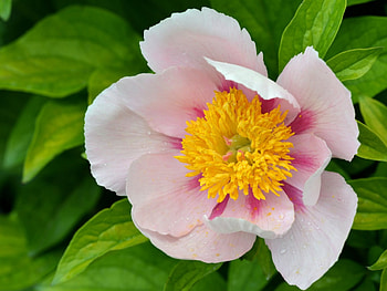 Peony, pink, white, yellow, flower, green HD wallpaper