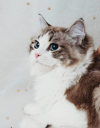 Ragdoll cat, Captivating kittens, Regal queens, Endearing beauty HD phone wallpaper