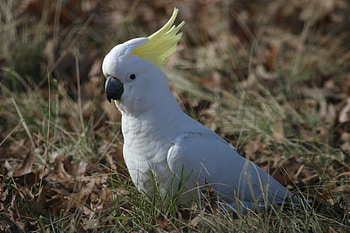 Cockatoo, Animals, Posted by Sarah HD wallpaper