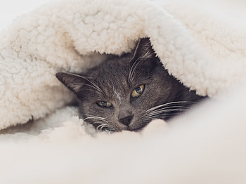Cute cat, muzzle, hide HD wallpaper
