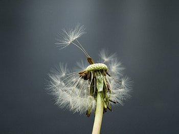 Flower, Macro, Stem, Stalk, Dandelion, Fluff, Fuzz HD wallpaper