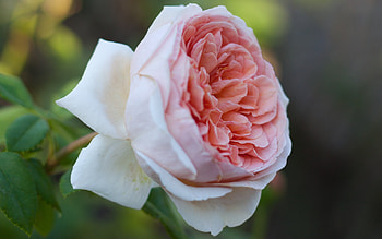 Just a Rose, garden, beautiful, nature, flowers HD wallpaper