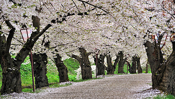 Nature, Flowers, Trees, Road HD wallpaper