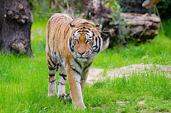 A powerful tiger strides confidently through a vibrant green landscape, showcasing its regal presence. HD wallpaper