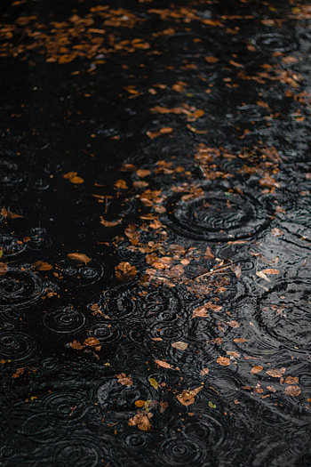 Autumn, Leaves, Rain, Drops, Macro, Puddle HD phone wallpaper