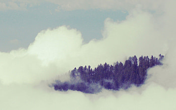 Nature, Trees, Sky, Fog HD wallpaper