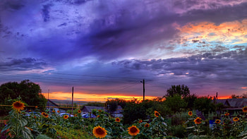 garden of sunflowers at sundown r, sunflowers, sundown, clouds, garden, r, village HD wallpaper
