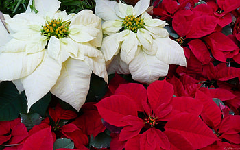 White and red poinsettias, MLE collection HD wallpaper