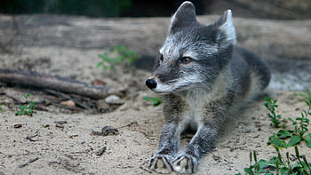 Gray Fox, able , Metal Gear Gray Fox, Solid gray fur HD wallpaper