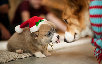 ღ❤ღ, dog, bulbs, glitter, christmas tree HD wallpaper