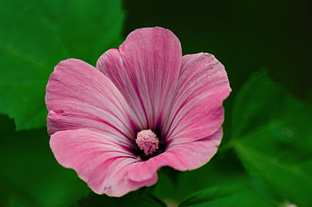 Pink flower, summer, close up, pollen HD wallpaper