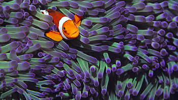 Clown Fish, Majestic underwater ecosystem, Coral gardens, Marine conservation HD wallpaper