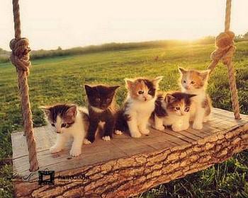 Cute Kittens, animal, cat, kitty, kittens HD wallpaper