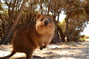 Enchanting quokka, Cute marsupial, Smiling creature, Quokka paradise HD wallpaper