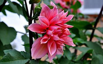 Plants, Flowers HD wallpaper
