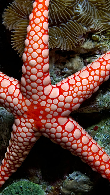 Starfish, Animals, Sealife HD phone wallpaper