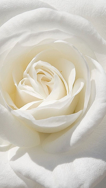 White Flowers, Adorable White, Adorable White Flowers HD phone wallpaper