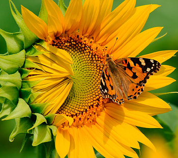 Plants, Butterflies, Flowers, Insects, Sunflowers HD wallpaper