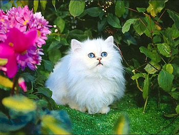 Cute White Kitten, animal, kitten, white, garden, cat, flowers, fluffy HD wallpaper