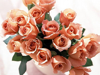 Bouquet for Betty, coral, flowers, green leaves, roses HD wallpaper