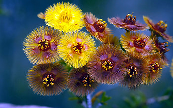 Flowers, Bouquet, Terry HD wallpaper