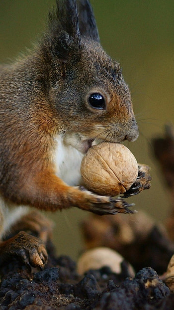 Squirrel nuts food, Cute zoo animal HD phone wallpaper
