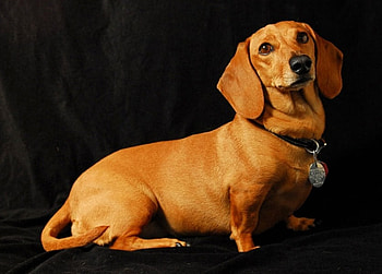 GINGER, dog, puppy, cute, canine, pet HD wallpaper