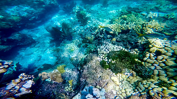 ... Keys Reef Snorkel – Sunset Watersports – Key West, FL – Coral Reef Guide HD wallpaper