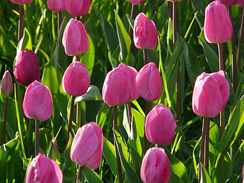 Flowers, Pink, Tulips, Flower Bed, Flowerbed HD wallpaper