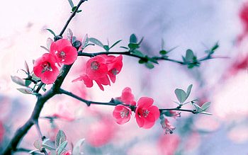 spring twig, graphy, nature, flowers, spring, beauty HD wallpaper