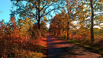 Country Road at Fall, trees, colors, leaves, sunlight HD wallpaper