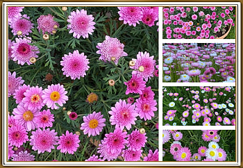 FRAMED DAISIES, PRETTY, NATURE, FLOWERS HD wallpaper